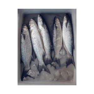 Pescado mullet gris congelado a precio económico, suministro al por mayor, mariscos congelados de primera calidad - Product Image 4