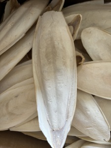 Hueso de Sepia Seco en Trozos de 4/5cm para Mascotas, Tortugas y Caracoles, Fortalecedor Natural de Calcio, Exportador de Vietnam - Product Image 3