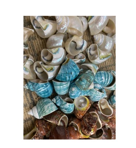 Haute qualité grande perle entière Turbo coquillages pour la maison décorations de mariage et fête coquillage souvenir cadeaux sandy99gdgmailcom - Product Image 3