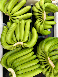 Vietnam Highland Cavendish Bananas Premium Export Grade Textura dulce y firme Embalado para supermercados e importadores - Product Image 3