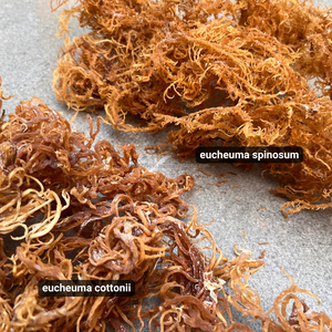 Alga Marina Eucheuma Cottonii Seca de Vietnam, Carragenano, Materia Prima de Grado Alimenticio, a Granel, con 24 Meses de Vida Útil |   Kim Minh - Product Image 5