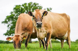 High Quality Jersey Dairy <b>Cows</b> for Bulk Livestock Supply and Commercial Farming - Product Image 4