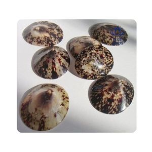 Conchas de Limpet Talladas de Alta Calidad, MÁS VENDIDAS |   Conchas Naturales Impermeables para Manualidades y Joyería, BLUE LOTUS Souvenir - Product Image 1