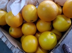 MANDARINAS FRESCAS AUSTRALIANAS CULTIVADAS EN HUERTO CALIDAD PREMIUM 25kg 30cm FRUTA DE EXPORTACIÓN A GRANEL - Product Image 6
