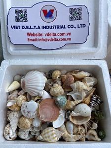 Conchas Marinas Naturales Limpias de Vietnam – Varios Tipos de Conchas para Decoración y Manualidades |   Suministro al por Mayor |   Sra. Anna - Product Image 3