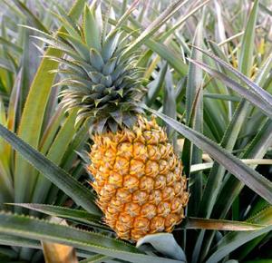 Piña Fresca de Alta Calidad al por Mayor, Fruta Tropical de Sabor Rico para Cadenas de Minoristas, Producción de Jugos y Exportación Global - Product Image 4