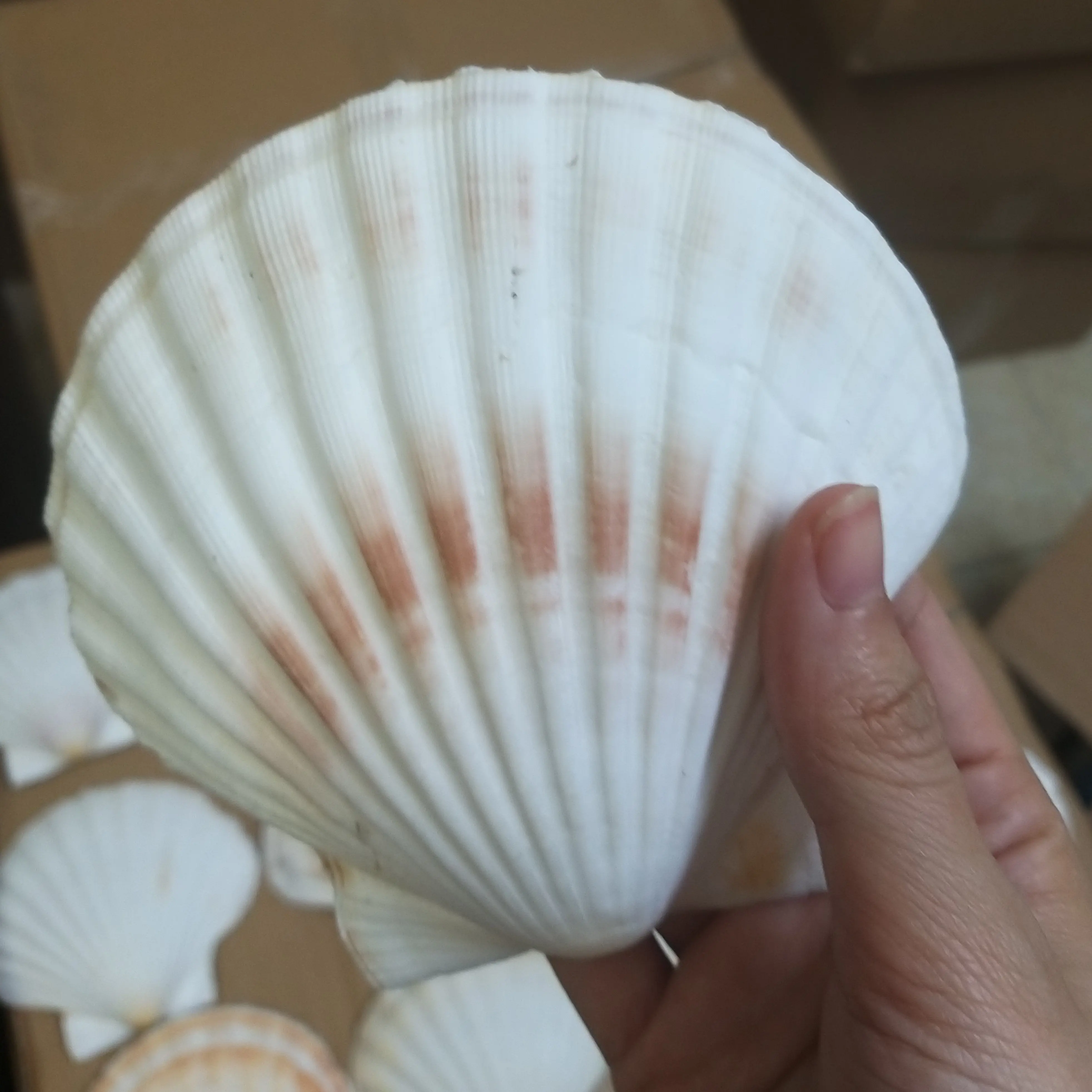 Competitive Price Scallop Sea Shells From Vietnam with High Quality - Export Scallop Sea Shells