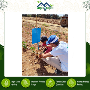 กาวดักแมลงแบบสองหน้า ทนทานต่อรังสียูวี ยืดหยุ่นสูง รูปทรงสี่เหลี่ยมผืนผ้า สำหรับควบคุมแมลงศัตรูพืชและยุง ใช้ได้กับโรงเรือนและฟาร์ม - Product Image 4