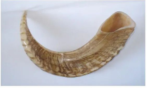Corne de Bélier / Corne de Mouton de Haute Qualité, Artisanat Naturel, 100% Naturelle, Corne de Bélier Polie, Shofar en Promotion - Product Image 2