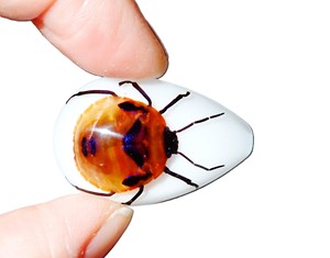 Cabujón de Plástico con Espécimen Real de Insecto Floral, Corte en Forma de Pera, Parte Superior de 33x22 mm, Base Plana Blanca para Manualidades y Joyería - Product Image 6