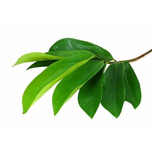 Export Standard Dried Soursop Leaves Graviola Herbal <b>Tea</b> Wholesale - Product Image 2