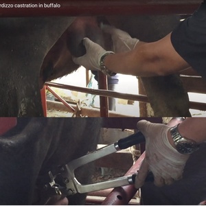 Meilleures ventes de castrateur Burdizzo réutilisable 12 pouces, instrument vétérinaire en métal de qualité supérieure, pinces de castration Burdizzo pour bovins - Product Image 4