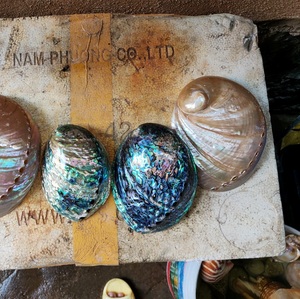 Coquilles d'ormeau du Vietnam de qualité supérieure pour incrustation de coffrets cadeaux de luxe et décoration de papeterie haut de gamme utilisant des coquillages marins polis à la main - Product Image 2