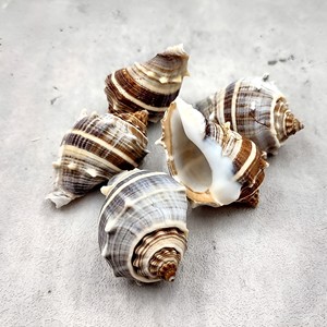 เครื่องประดับชายหาดสไตล์โบฮีเมียน เปลือกหอยธรรมชาติคุณภาพสูง ของตกแต่งเปลือกหอยจากทะเล - Product Image 3