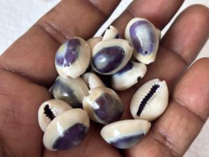 Coquillages ovales blancs naturels en vrac, coquillages de cauris éthiques pour l'artisanat, fournitures de bijoux sculptés à la main, vente en gros - Product Image 4