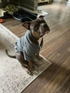 Sudadera con Capucha para Perro ZARSAH EXPORTS, Color Rosa Sólido, de Algodón Cálido, con Ribete Rojo y Verde, Estilo Clásico y Casual para Todas las Estaciones, Lavable a Máquina - Product Image 1