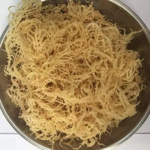 ผู้ผลิตมอสทะเลแห้งคุณภาพพรีเมียมจากเวียดนาม มอสไอริชธรรมชาติ จำหน่ายส่งออกจากโรงงานโดยตรง - Product Image 1