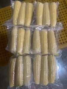 Maïs sucré bouilli surgelé IQF du Vietnam, blanc, non glutineux, culture courante, emballage en vrac, qualité export, Ms. Tarina, 15 cm, 100% - Product Image 1