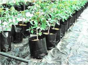 Bolsas de Cultivo de Plástico Negro con Orificios de Drenaje, Transpirables, de PE, para Jardín y Flores - Product Image 2