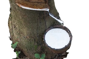 Production vietnamienne de caoutchouc latex naturel de haute qualité - Product Image 2