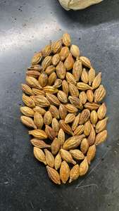 Tanninos Vegetales Naturales Myrobalan (Terminalia Chebula Amarilla), Fruta Seca Entera, Secada al Sol, Región Montañosa, Maharashtra Occidental, India - Product Image 4