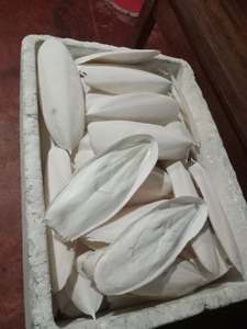 กระดูกปลาหมึกคุณภาพสูงขนาดใหญ่สำหรับนกแก้วและเต่า ขายส่งจำนวนมาก - Product Image 1