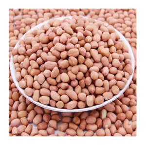 Arachides de Qualité Supérieure, Nouvelle Arrivée, Vente en Gros, Approvisionnement en Vrac, Stock Prêt, Meilleures Ventes, Exportation - Product Image 2