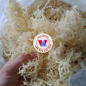 Disponible : Algues marines séchées au soleil, jaune doré, sans arêtes, Cottonii, faible humidité, matière de carraghénane pour gelées et salades - Product Image 6
