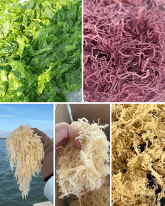 Algas Eucemia Spinosa Secas Premium de Alta Calidad de Vietnam - Product Image 5