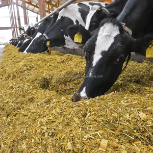 Silage de maïs premium 100% fermenté, alimentation fourragère pour bovins laitiers et à viande, 70% d'humidité, durée de conservation maximale de 12 mois, en provenance du Vietnam - Product Image 5