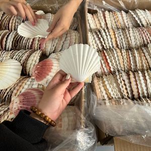 Más Vendidos: Conchas de Caracol Sostenibles en Amarillo, Blanco, Verde y Plateado, Suministro al por Mayor para Decoración Única de Habitaciones, Vietnam - Product Image 6