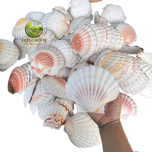 Coquilles de pétoncle naturelles pour la décoration, l'artisanat, la vaisselle de mariage sur la plage, la peinture DIY, la décoration d'aquarium – Fournisseur en gros du Vietnam - Product Image 6