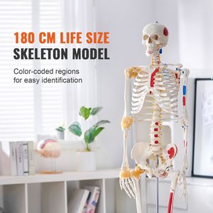 Modelo de Esqueleto Humano de PVC de Tamaño Real (71.65 Pulgadas) para Anatomía, Maniquí con Brazos y Piernas Móviles, Ligamentos Incluidos - Product Image 2