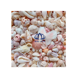 เปลือกหอยปูเสฉวนทำมือจากธรรมชาติ ปลอดภัยต่อสิ่งแวดล้อม สีเหลือง ขาว เขียว เงิน ขายดี ราคาส่ง ของตกแต่งบ้าน - Product Image 1