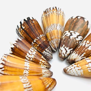 Vente en gros de coquillages naturels décoratifs pour aquariums et accessoires. - Product Image 5