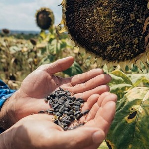 Graines de tournesol fraîches torréfiées à bas prix 200g – Vente en gros prête à l'exportation - Product Image 2