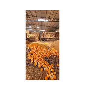 ข้าวโพด GMO คุณภาพพรีเมียม ขายส่งจำนวนมาก เกรดอาหาร พร้อมส่งออก จัดส่งได้ทันที - Product Image 5