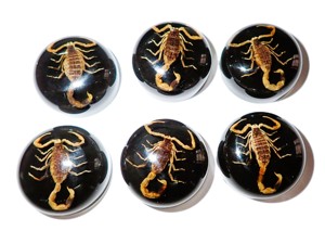Escorpión Dorado, Espécimen Real, Cabujón de Plástico Redondo de 25x25 mm, Base Plana Negra para Manualidades y Joyería - Product Image 5