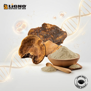 Poudre de Phellinus Linteus séchée à froid certifiée biologique, halal/casher LiGNO SH02, qualité alimentaire, spectre complet, vitalité et bien-être - Product Image 1