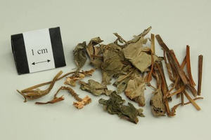 Vietnam Dried Fish Mint Leaves Bulk Supply 10kg Carton for Tea Processing Food Manufacturing and Export - Product Image 4