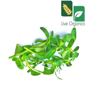 Bacopa Monnieri Extract > 50% Bacosides as Saponins > 50% using Gravimetry method of Extraction