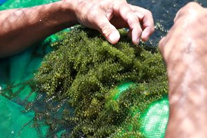 Algues sèches déshydratées Raisin de mer Caulerpa Lentillifera Raisin de mer séché Mousse de mer du Vietnam Vente chaude // Contact + 84 979 051 378 - Product Image 2