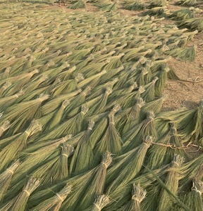 Matière première de qualité supérieure en herbe du Vietnam pour la fabrication de têtes de balai - Product Image 1
