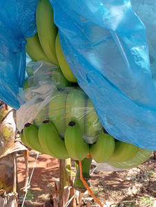 Premium Organic Cavendish <b>Banana</b> From Vietnam <b>Fresh</b> Taste - Product Image 2