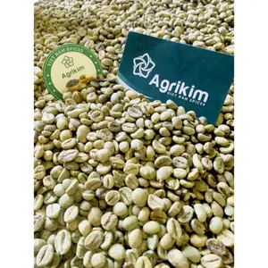 Granos de café Robusta, bolsa de yute de 60kg, café crudo G1 S16, grano de café verde pulido húmedo, embalaje personalizado de Vietnam