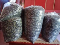 Meilleure vente fleur de pois papillon séchée/vacances