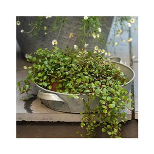 Bac à plantes moderne en métal galvanisé, écologique, personnalisable, avec un design tendance pour une utilisation au sol dans le jardin à domicile - Nouveauté - Product Image 4