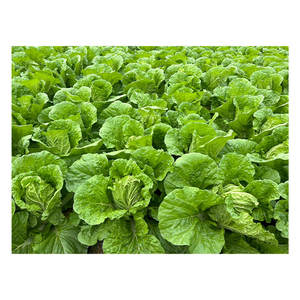 Meilleurs vendeurs : Patates douces japonaises de qualité supérieure, légumes verts frais, petits choux chinois - Product Image 1