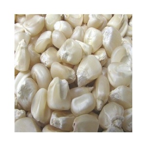 Maíz Blanco 100% Natural de Calidad para Consumo Humano y Alimentación Animal, Empaque Personalizado de Alta Calidad OEM - Product Image 1