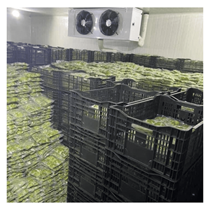 Pepitas de Aguacate Congeladas IQF Hass, Materia Prima Verde Premium para Mezclas de Bebidas, Elaboración de Postres y Fabricación de Alimentos - Product Image 4